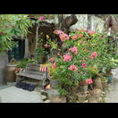 … die Umgebung der Orchidee